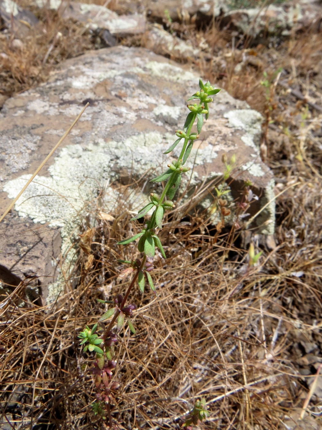 Изображение особи Galium verticillatum.