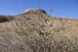 Ephedra strobilacea