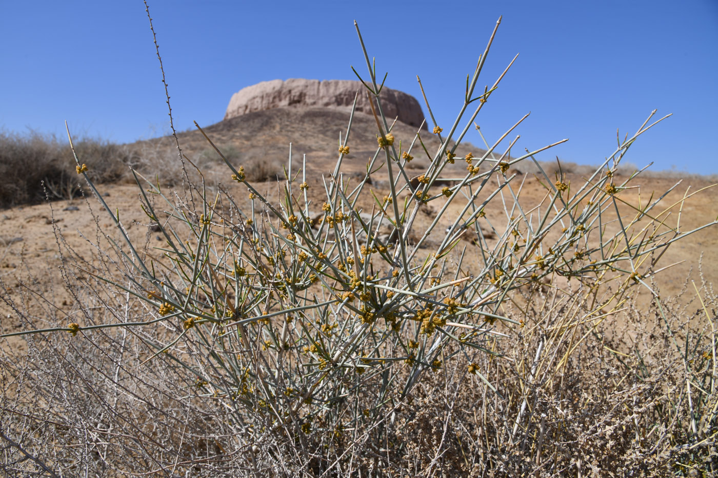 Изображение особи Ephedra strobilacea.