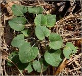 Viola rupestris