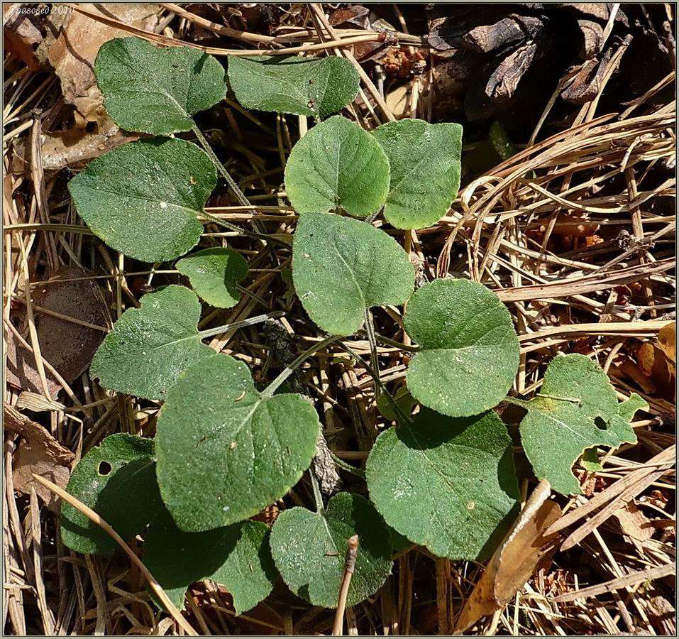 Image of Viola rupestris specimen.