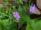 Epilobium algidum