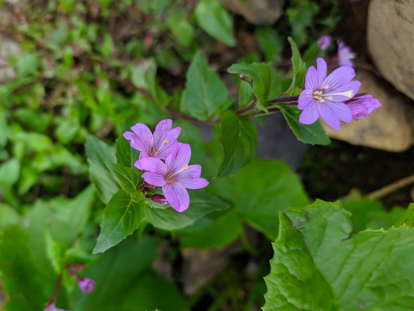 Image of Epilobium algidum specimen.