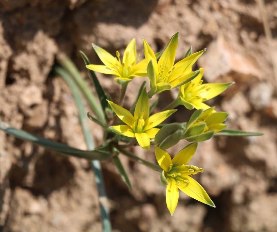 Image of genus Gagea specimen.