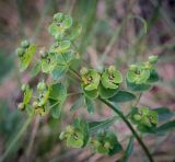 Euphorbia korshinskyi. Соплодие. Пермский край, Кунгурский р-н, окр. дер. Дейково, окр. ур. Греховская гора, крутой склон. 04.06.2023.