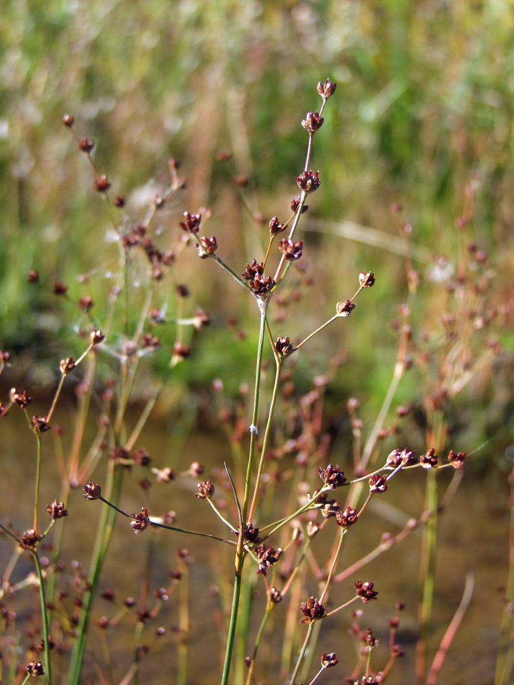 Изображение особи Juncus alpino-articulatus.