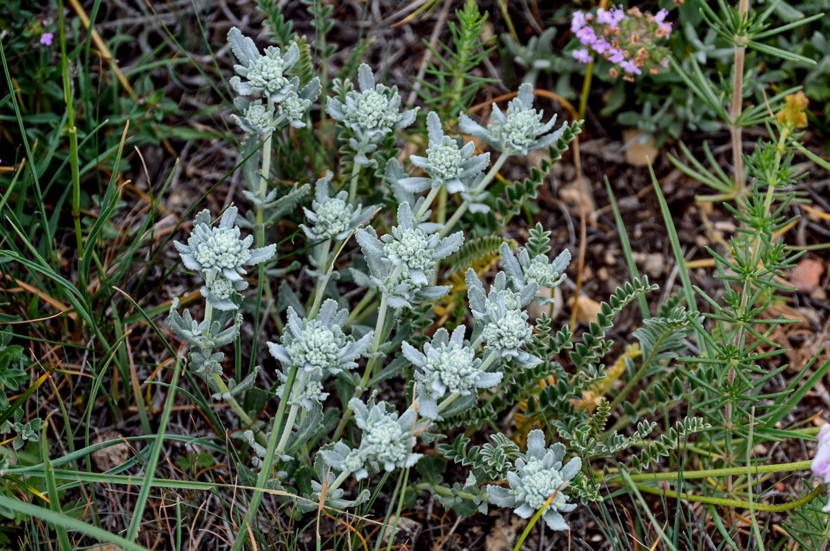 Изображение особи Teucrium capitatum.