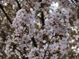 Prunus serrulata. Часть ветви с соцветиями. Москва, ГБС, дендрарий, посадка в подлеске дубравы. 07.05.2021.