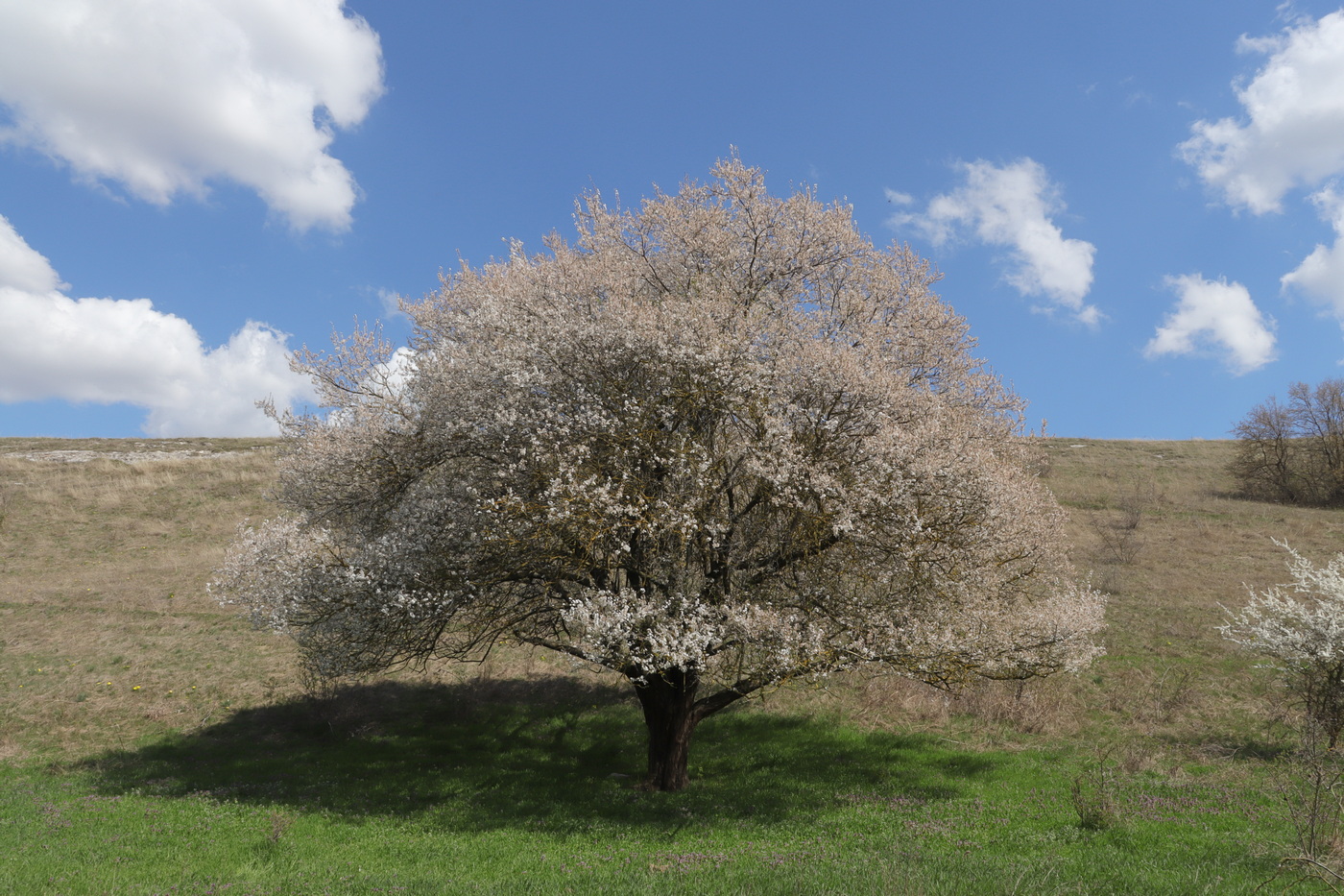 Image of Prunus cerasifera specimen.