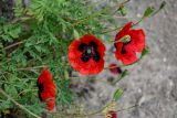 genus Papaver. Верхушки побегов с цветками и плодами. Грузия, г. Тбилиси, каменистый склон. 10.06.2023.