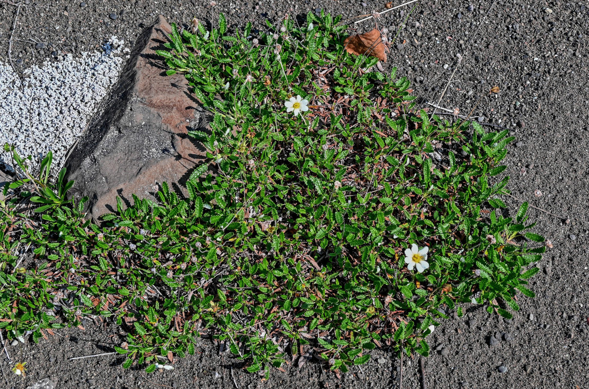 Image of genus Dryas specimen.