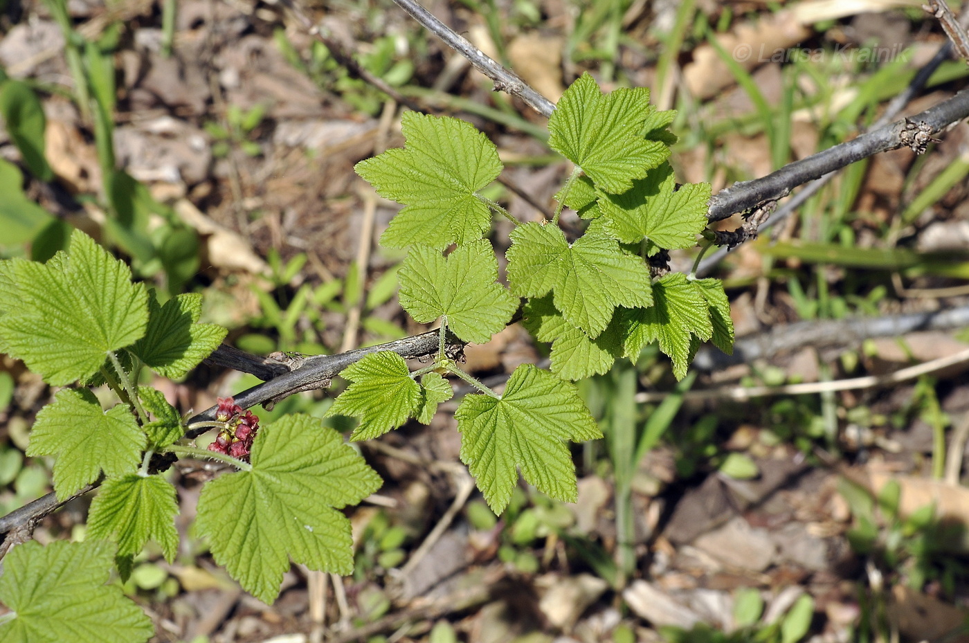 Image of Ribes latifolium specimen.
