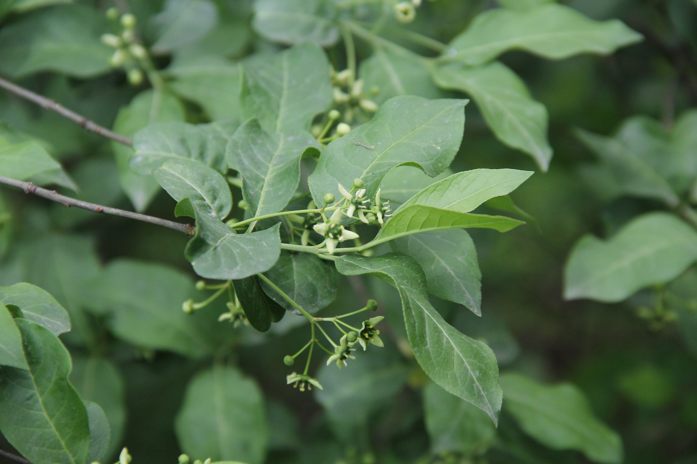 Image of Euonymus europaeus specimen.
