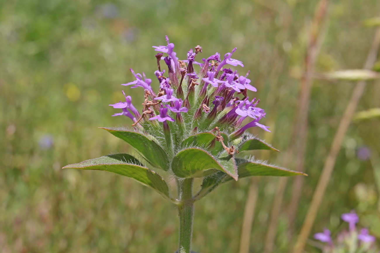 Image of Ziziphora capitata specimen.
