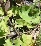 Arctium palladinii