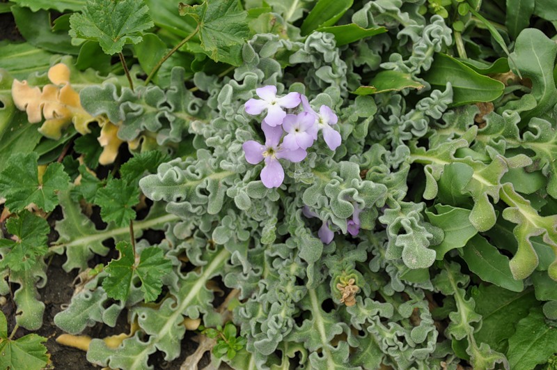 Image of Matthiola tricuspidata specimen.