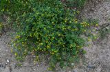 Medicago falcata