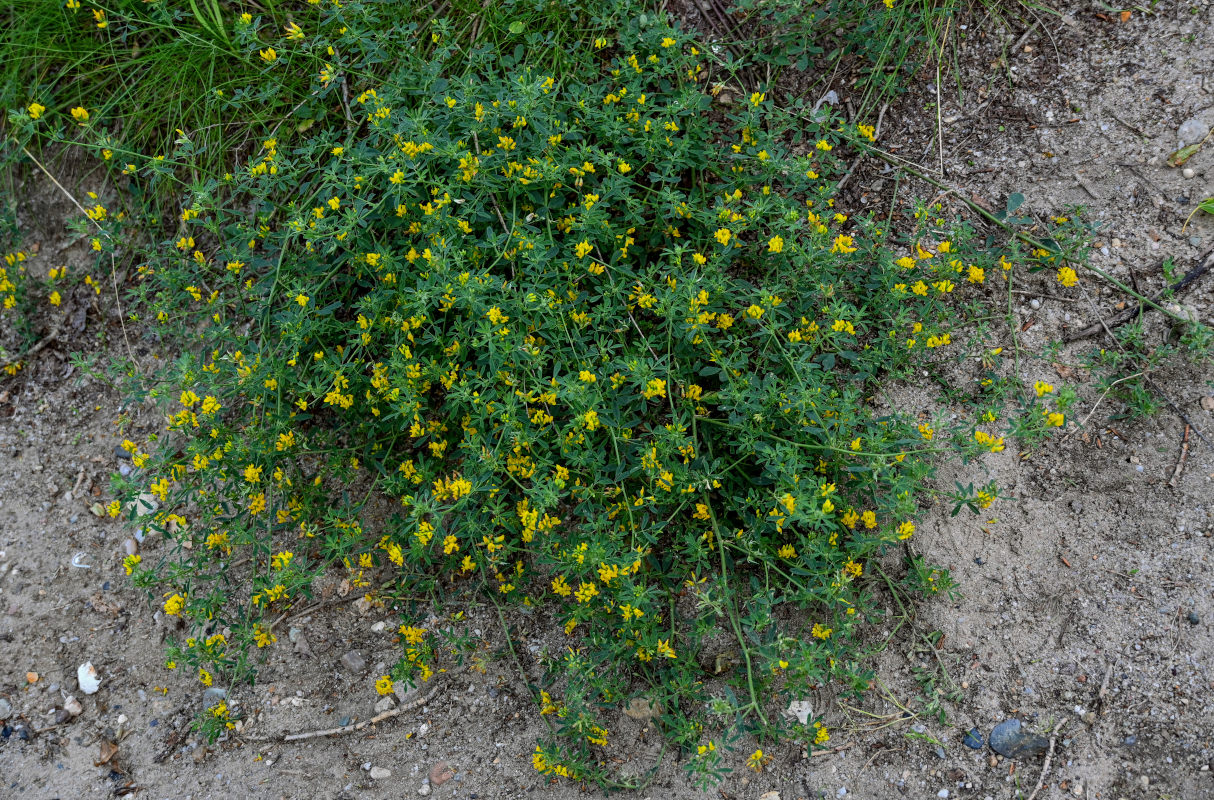 Image of Medicago falcata specimen.
