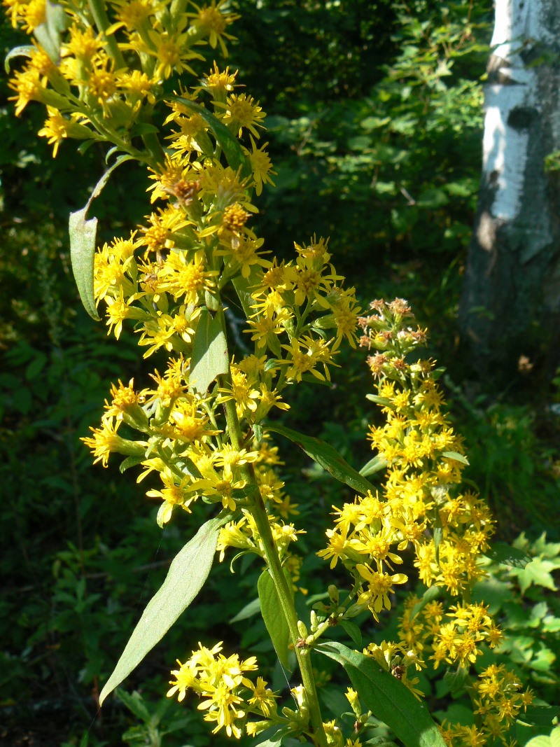 Image of Solidago decurrens specimen.
