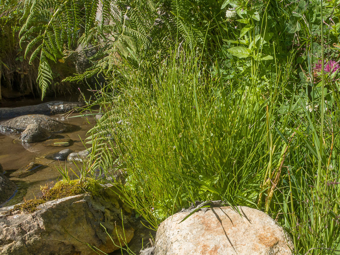 Изображение особи Juncus bufonius.