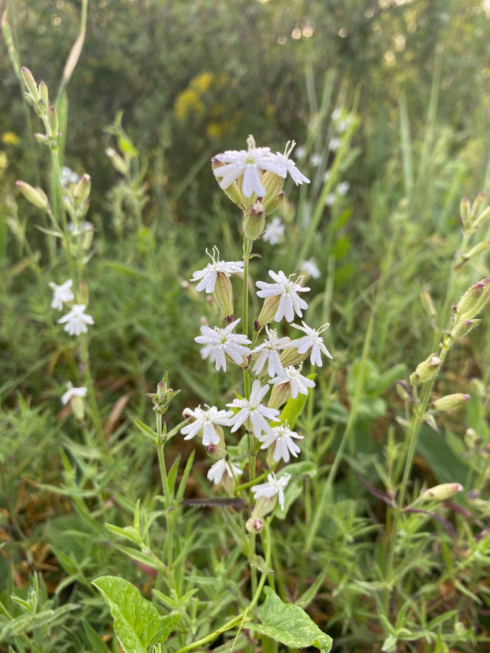 Image of Silene amoena specimen.