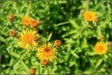 Inula salicina