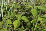 Rubus caesius. Часть побега. Ленинградская обл., Кингисеппский р-н, окр. дер. Выбье; берег Финского залива, песчаный пляж за берёзовой рощей, псаммофильное злаковое сообщество. 04.08.2024.