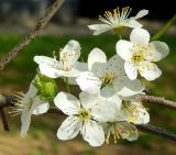 Prunus domestica