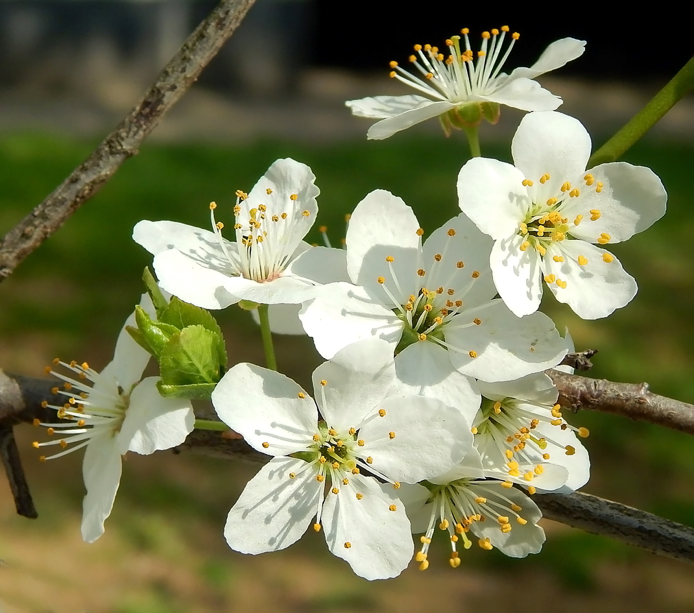Изображение особи Prunus domestica.
