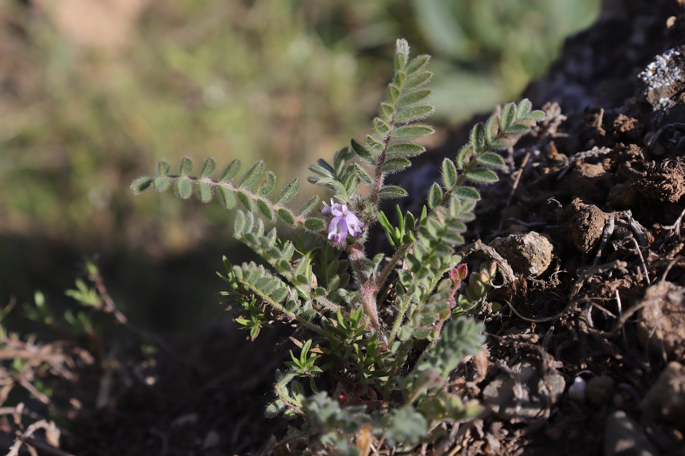 Image of Astragalus sinaicus specimen.