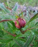 Paeonia anomala. Верхушка побега с бутоном. Коми, Интинский р-н, нац. парк \"Югыд Ва\", Приполярный Урал, долина р. Балбанью, правый борт руч. Быстрый, лес. 01.07.2010.