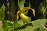 Cypripedium calceolus. Цветок. Приморский край, Уссурийский ГО, окр. с. Монакино, широколиственный лес. 31.05.2025.
