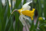 род Narcissus. Верхушка побега с цветком. Мурманск, Октябрьский р-н, в культуре. 03.06.2025.