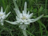 Leontopodium conglobatum