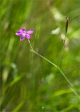 Dianthus deltoides