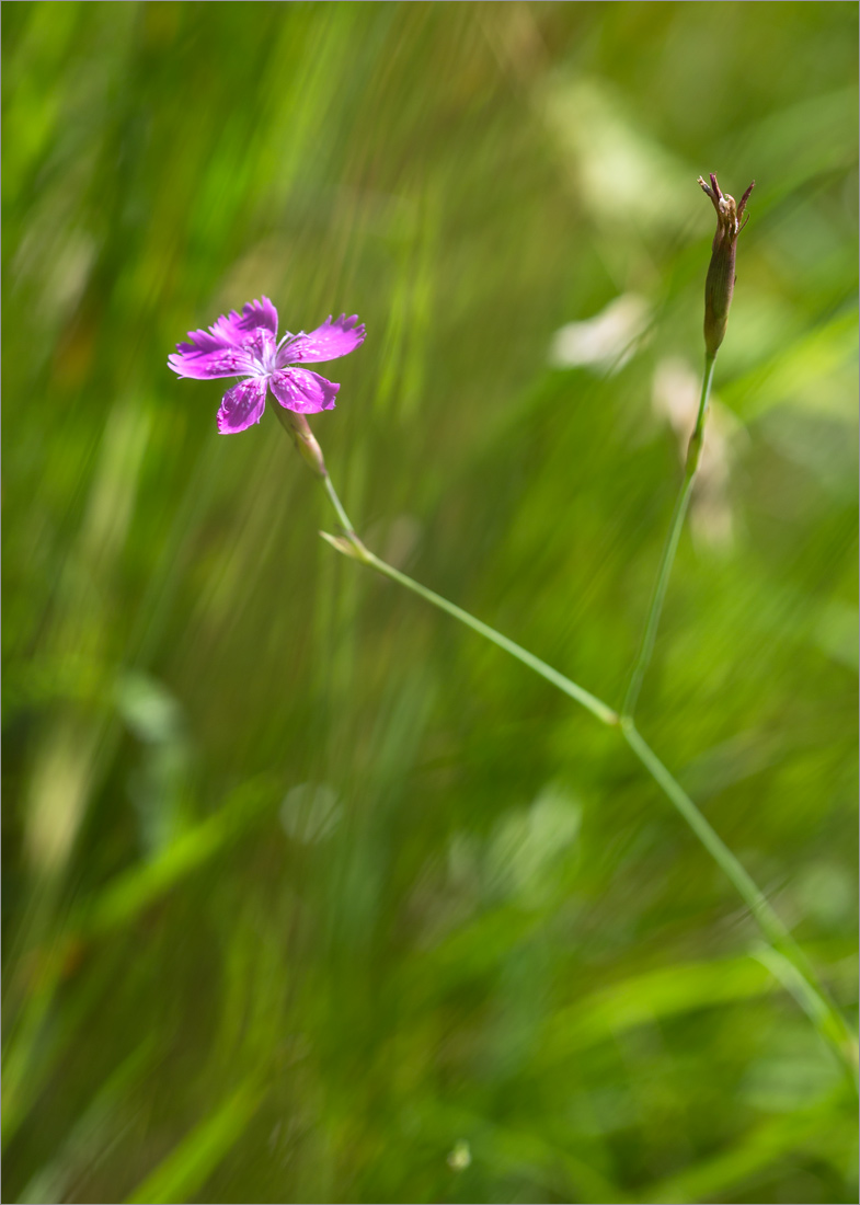 Image of Dianthus deltoides specimen.