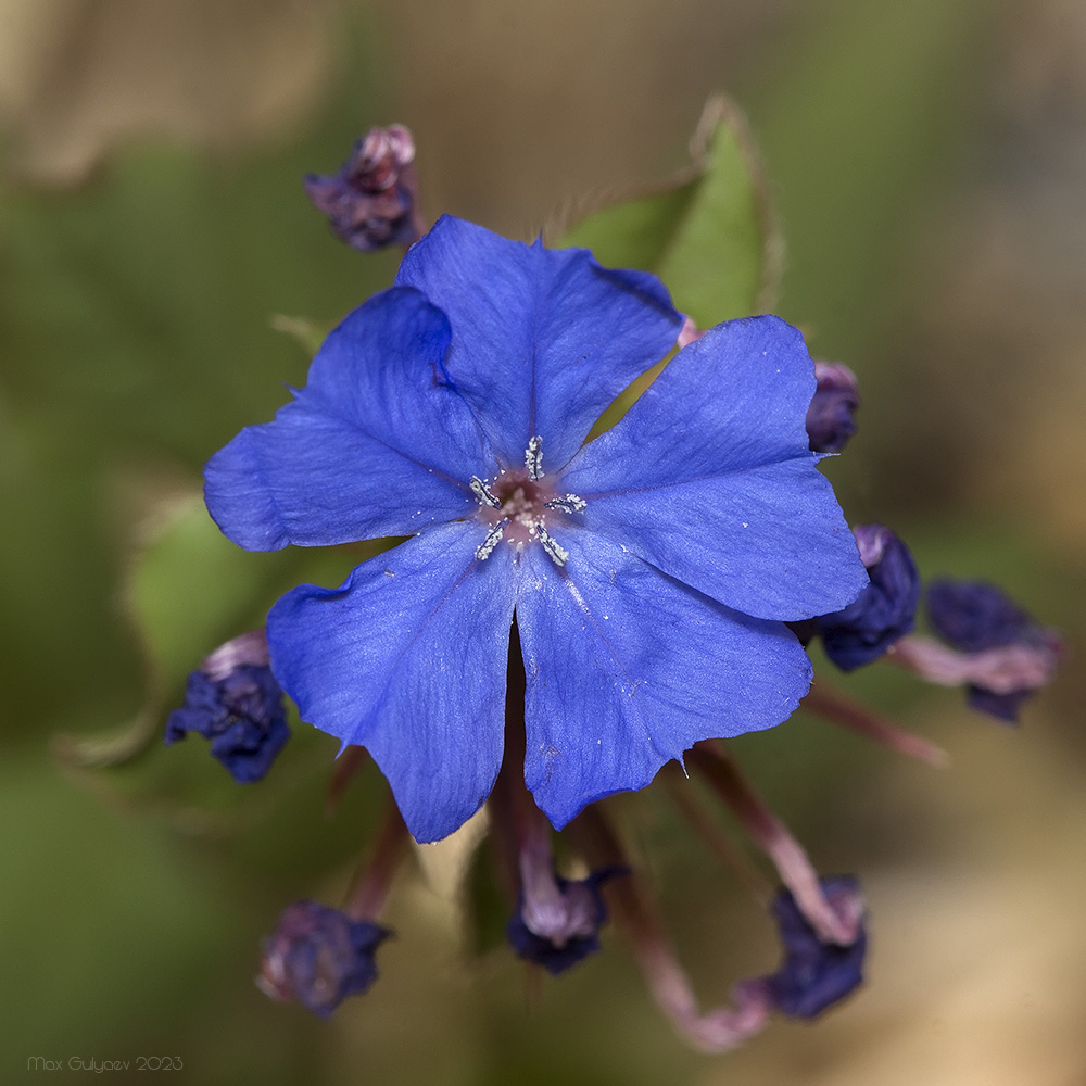 Изображение особи род Ceratostigma.