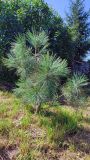 Pinus jeffreyi