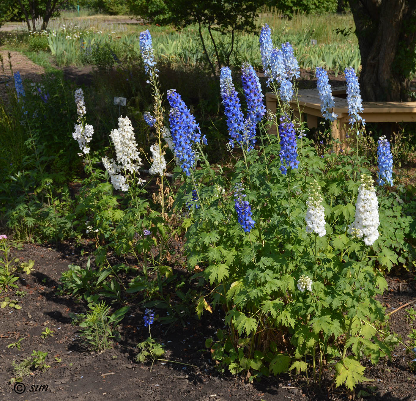 Image of Delphinium elatum specimen.