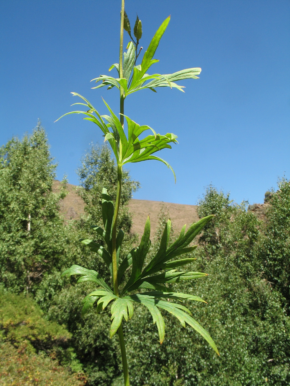 Image of Aconitum talassicum specimen.
