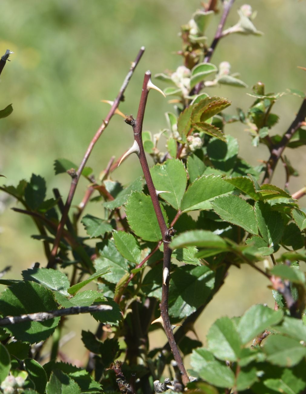 Image of genus Rosa specimen.