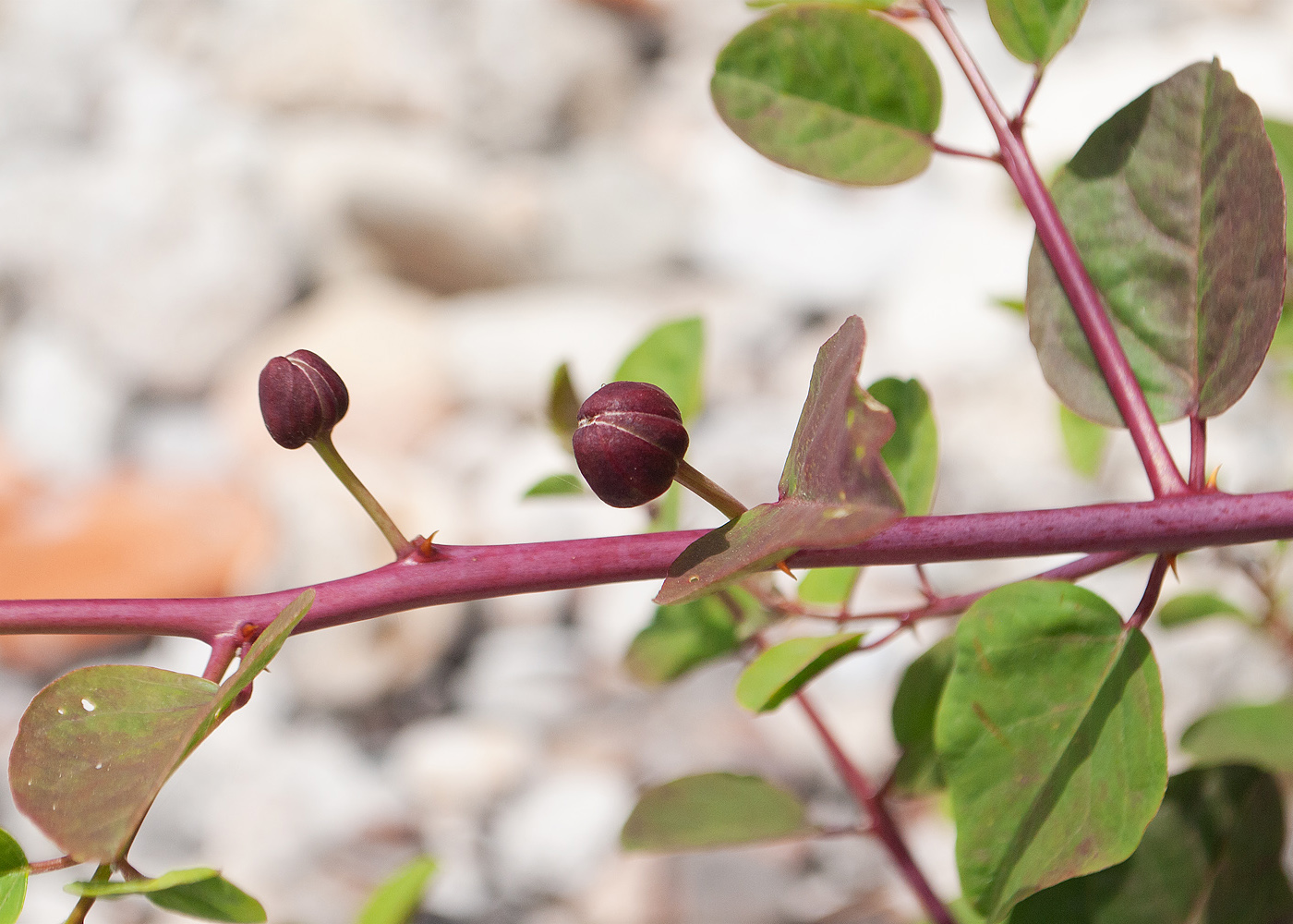 Изображение особи Capparis orientalis.