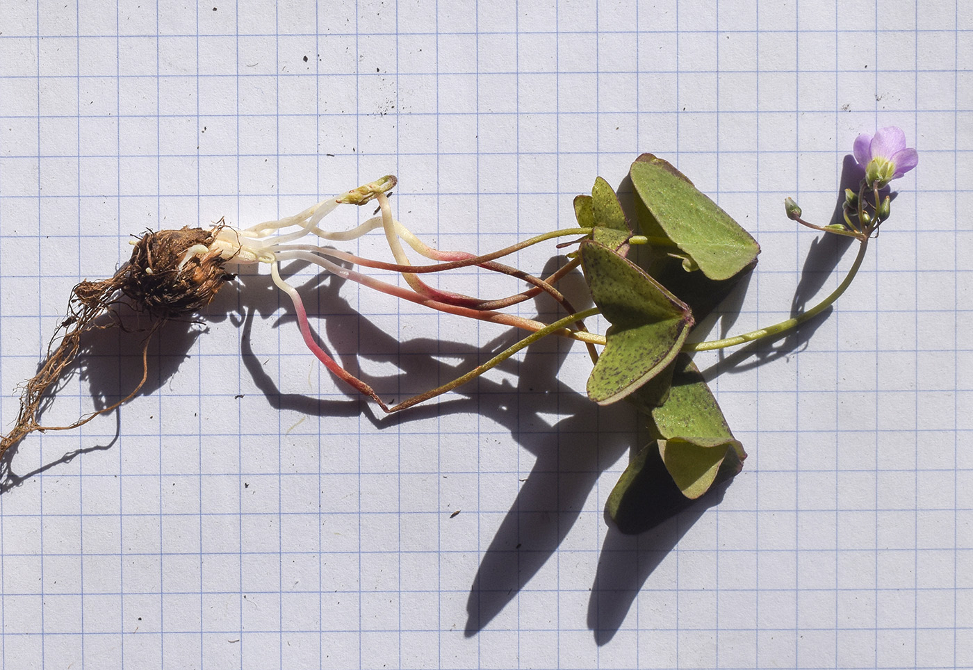 Изображение особи Oxalis latifolia.