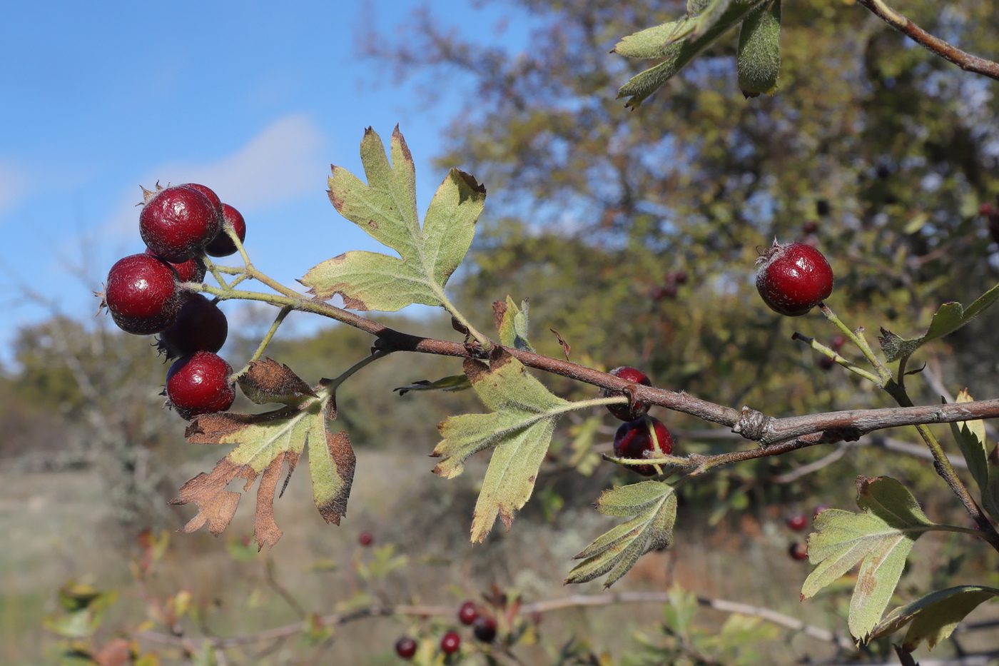 Изображение особи Crataegus × tournefortii.