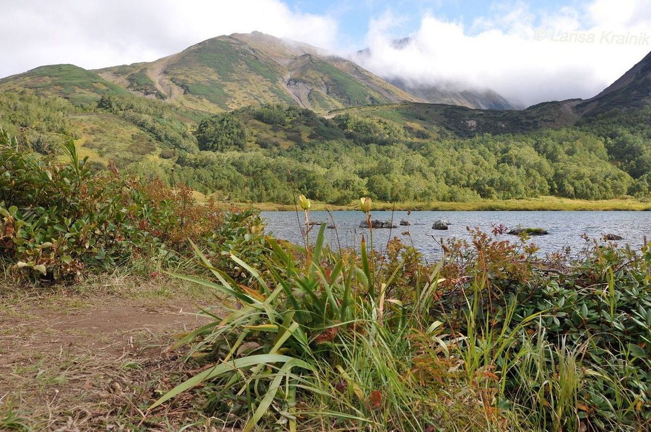 Image of Iris setosa specimen.