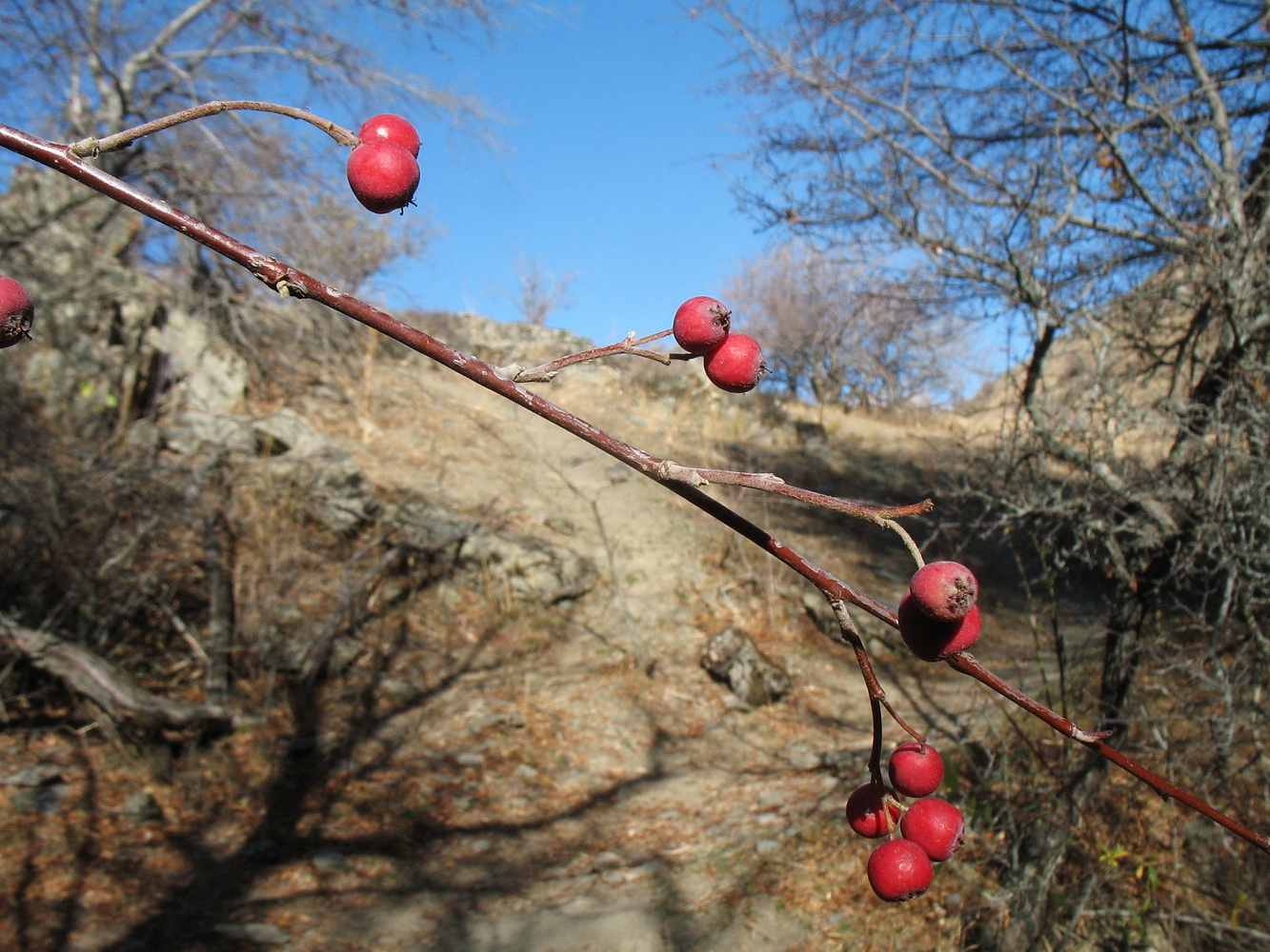 Image of Cotoneaster karatavicus specimen.