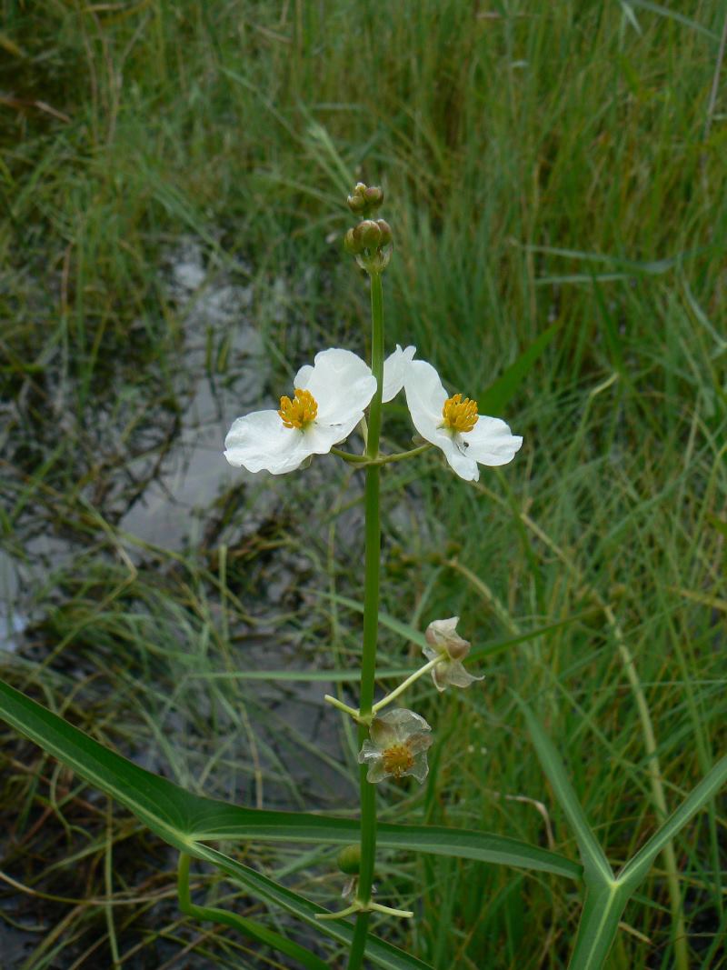 Изображение особи Sagittaria trifolia.