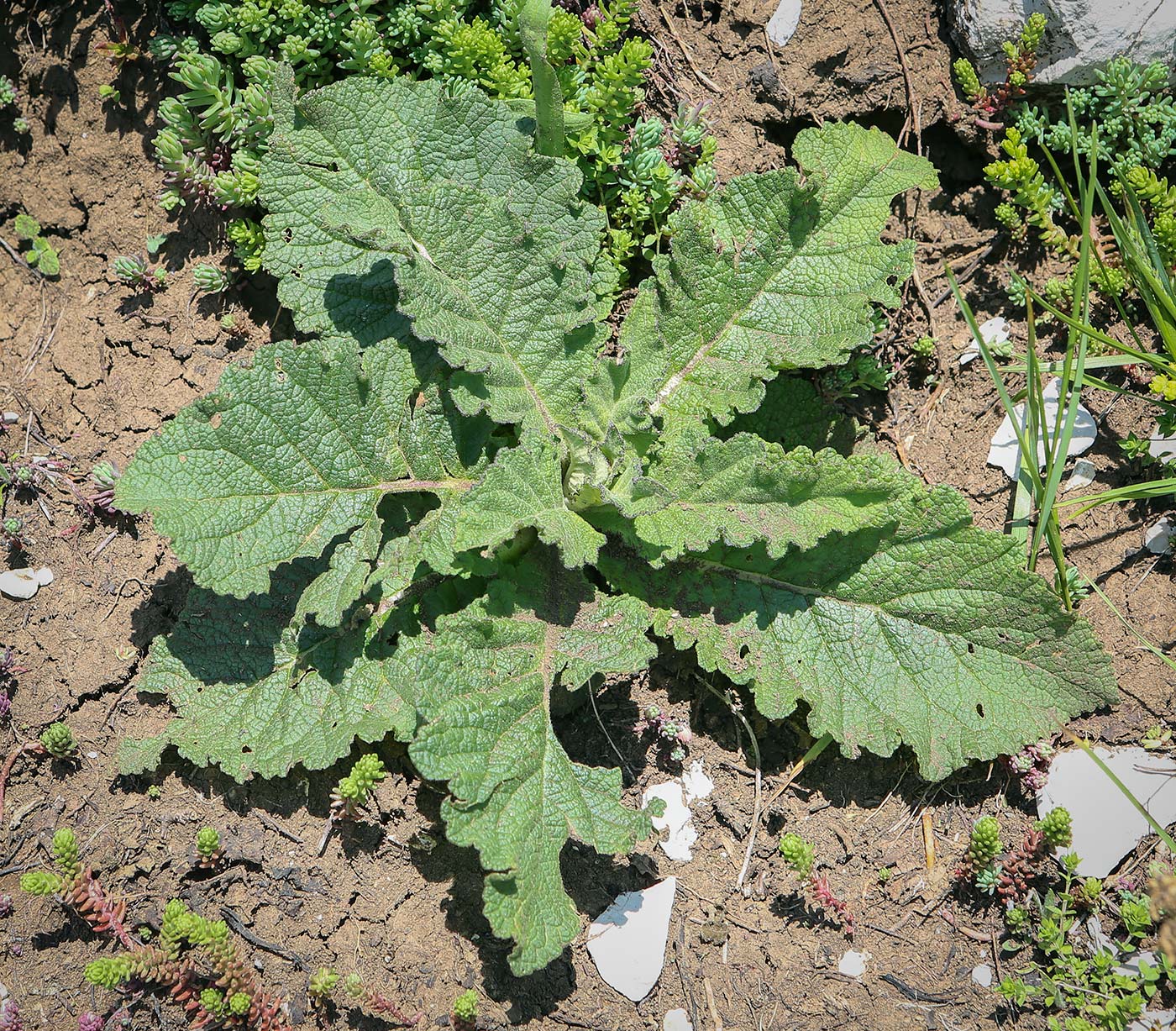 Изображение особи Неопознанный вид.