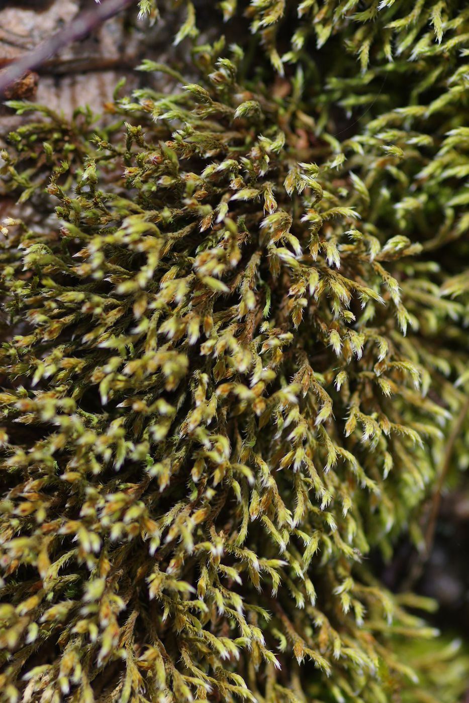 Изображение особи Hedwigia ciliata.