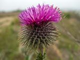 Carduus uncinatus